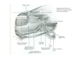 We did not find results for: Canine Inguinal Ligament Rings And Canal Ppt Video Online Download