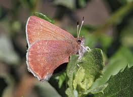 Image result for Otiophora lebruniana