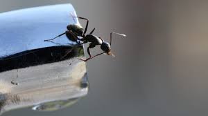 As such, whenever you spot moisture ants in your washroom, it could be an indication of plumbing leaks in the drainage system or crawlspaces. How To Get Rid Of Ants In Bathroom Drain A Complete Guide Pest Samurai