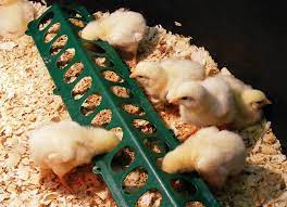 Baby Chicks: The Definitive Care Guide - The Happy Chicken Coop