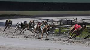 We are the new place to watch live racing and reruns. Once One Of Americas Favorite Pastimes Greyhound Racing Eats Dust The Pew Charitable Trusts
