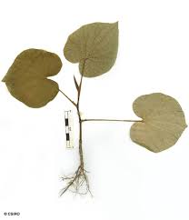 Image result for Piper umbellatum