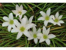 The University Of Texas At Austin Native Plants Planting Bulbs Creative Gardening