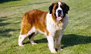 saint bernard ozellikleri ve bakimi