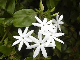 Image result for Jasminum schimperi