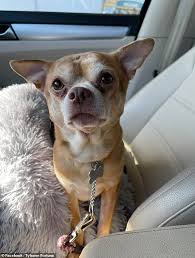 We did not find results for: Woman Tries To Rehome Men Hating Neurotic And Traumatised Chihuahua Named Prancer Daily Mail Online