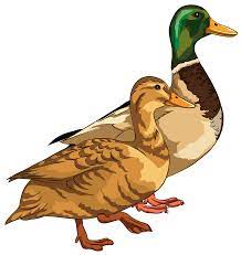 Find over 100+ of the best free mallard duck images. Stockente Clipart Kostenloser Download Creazilla