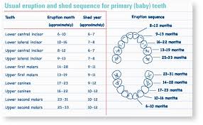 Stainless Steel Crowns Dental Health Services Victoria