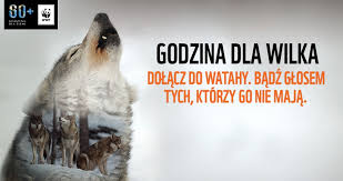 Obniża wymagania przedmiotów o 2 poziomy na jedną godzinę. Dzis Godzina Dla Ziemi Zawyj Dla Wilka Polonorama