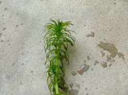 Image result for Hydrilla verticillata