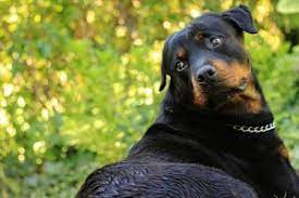 Osteosarcoma is a type of cancer that typically arises in the bones of the limbs, or the diagnosis of osteosarcoma in dogs. Osteosarcoma Bone Cancer In Dogs Petcure Oncology