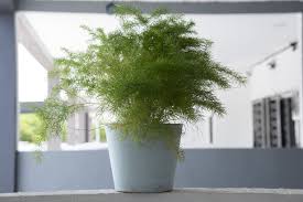 観葉植物のアスパラガスの育て方とは 育てる場所や水やりのコツ 肥料の与え方などについて解説 カインズ植物図鑑 となりのカインズさん