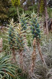 Image result for Cyphia lasiandra