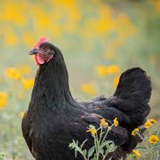 We did not find results for: LangÄƒ Strada Lionel Green AmbasadÄƒ Australorp Incubator Justan Net