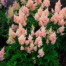 Astilbes Are Wonderful Shade Perennials Known For Their Dark Green Fernlike Foliage And Their Long Spik Beautiful Flowers Garden Shade Perennials Shade Garden
