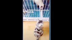 Check spelling or type a new query. Kucing Imut Home Facebook