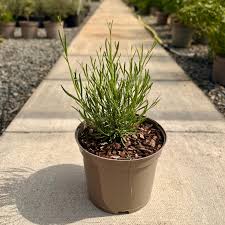 Image result for Lavandula angustifolia Vera