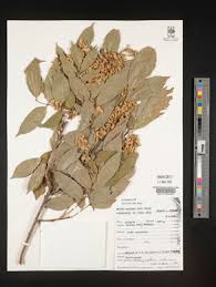 Image result for Platysepalum