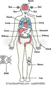 It gives you the option to customize the links, hover description for each organ/body part through an easy to use visual editor at the dashboard without any coding knowledge, then insert the diagram shortcode anatomy in any page/post to display the interactive drawing. Male Human Anatomy Body Internal Organs Vector Diagram Male Human Anatomy Vector Diagram Male Body Internal Organs Chart Canstock