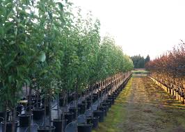 The chanticleer pear produces white flowers borne in clusters. Chanticleer Pear Tree Garden Gate Nursery
