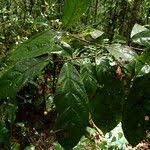 Image result for Antidesma vogelianum