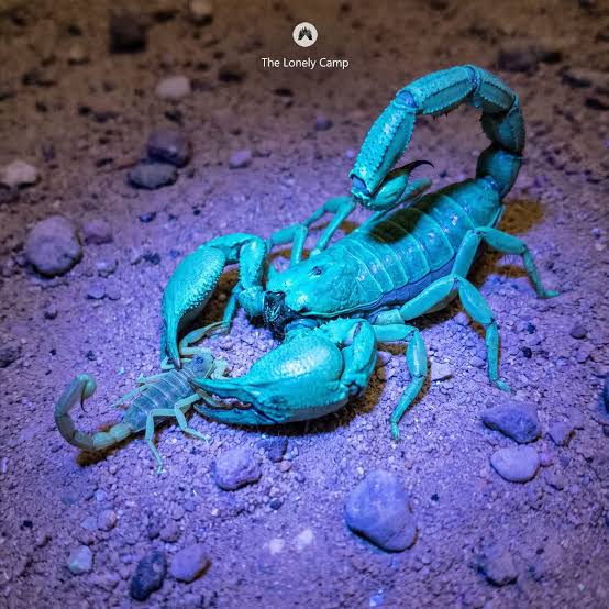 The largest scorpion in the United States has venom so mild it is described  as harmless to humans. The most dangerous scorpion in the United States  carries a neurotoxin that can hospitalize