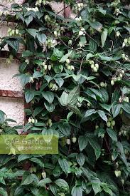 Very sought after clematis ! Clematis Urophylla Stock Photo By Martin Hughes Jones Image 0302557