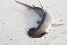 Animalkind': Sink Your Teeth Into These Amazing Shark Facts | Peta