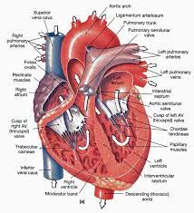 Perhaps it was the unique r. Cardiovascular System Related Multiple Choice Questions And Answers Nursing Exam Paper