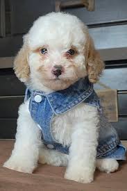 Rescued and Private Puppies for Adoption in Minnesota