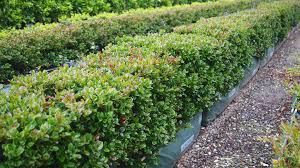 We did not find results for: Common Hedging Diseases And How To Treat Them Epic Gardening