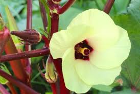 Image result for Abelmoschus esculentus