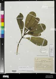 Image result for Voacanga bracteata