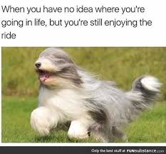 Crashes Face First Into A Brick Wall Jumps Back Up Lol I M Good Funsubstance Animal Memes Dog Memes Bones Funny