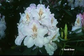 Rhododendron Mrs Charles E Pearson Rhododendron Garden Shrubs Flowers
