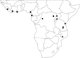 Image result for Crotonogynopsis australis