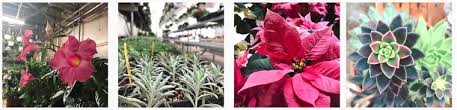 Broadway floral is a real local florist that has been serving portland and the surrounding areas for over 90 years. The 8 Best Options For Flower Delivery In Portland Maine 2021