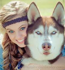 Siberian Huskies are widely known for being stubborn and difficult to  train. This aspect of the breed is due to their high intelligence. Siberian  Huskies don't disobey and refuse to listen because