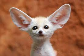 Most foxes are solitary creatures, preferring to hunt and live alone, and the fennec foxes defy this biological norm. 8 Fun Facts About The Fennec Fox