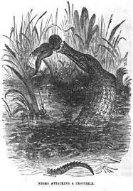 Black Babies Alligator Bait Pin By Early Sports N Pop Culture History Blog On Alligator Hunting