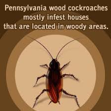 Things You Need To Know About Pennsylvania Wood Cockroaches Cockroaches Wood Rain Gutters