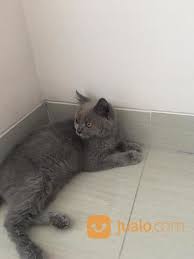 Anda dapat memberikan wadah yang sudah dilengkapi dengan pasir khusus sebagai tempat. Kucing British Short Hair Jakarta Timur Jualo