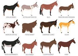 Do you get cold snowy winters. 27 Cute Miniature Donkey Facts Photos History Size Cost Pets Storyteller Travel