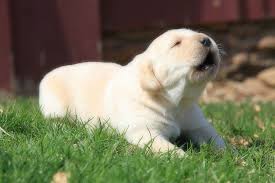 We did not find results for: Here S How To Make Your Dog Howl Alittlepup Com