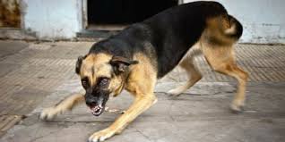 Azerbaijan is among the nations on the. A Woman Dies One Month After Stray Dog Bite In Pune Dogexpress