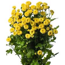 Image result for Matricaria