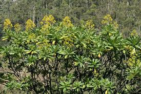 Image result for Solanecio mannii