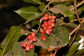 Image result for Antidesma vogelianum