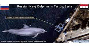الكشف عن سر استخدام الروس لـ الدلافين كسلاح في طرطوس بالساحل السوري صور marine mammals mammals marine