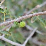Image result for Commiphora africana